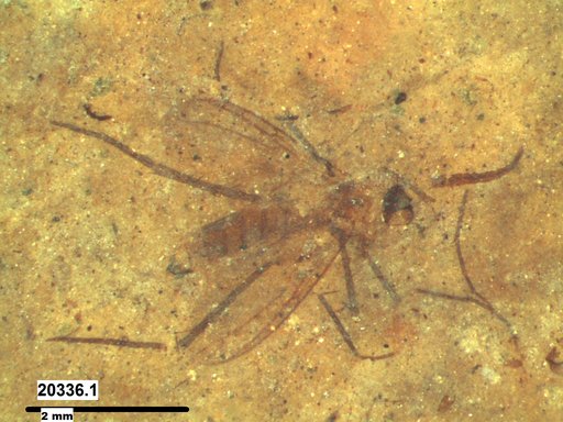 Diptera