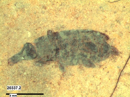 Genus sp