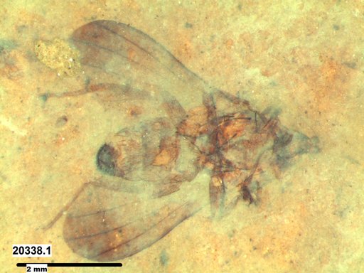 Diptera