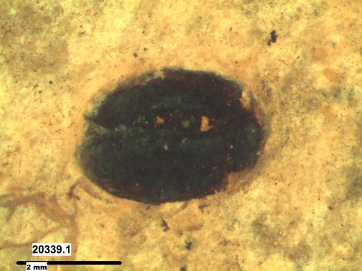 Chrysomelidae