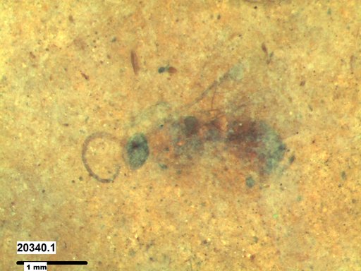 Genus sp