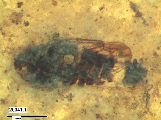 Genus sp