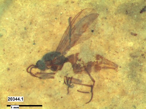 Diptera