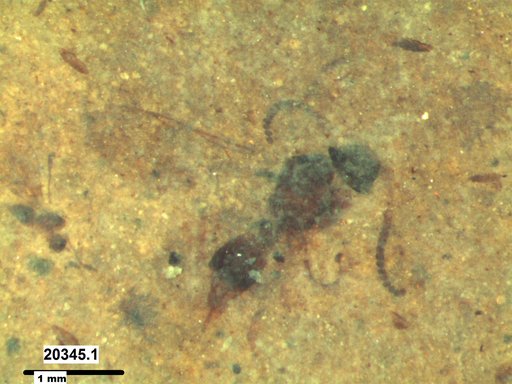 Diapriidae