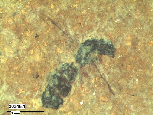 Formicidae