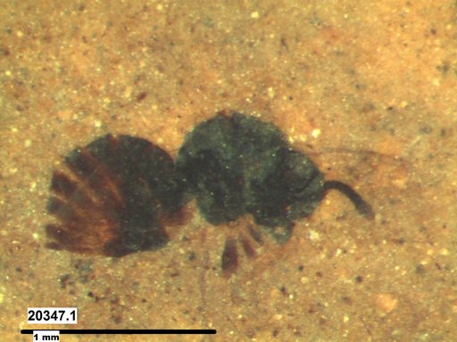 Genus sp