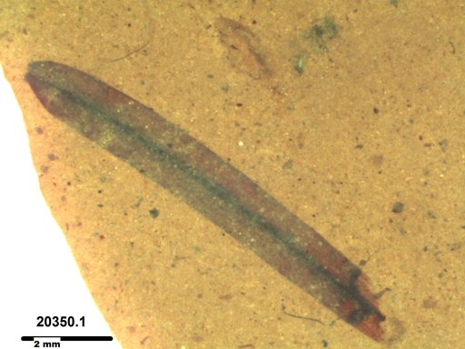 Tracheophyta