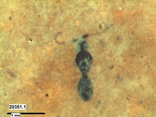 Diapriidae