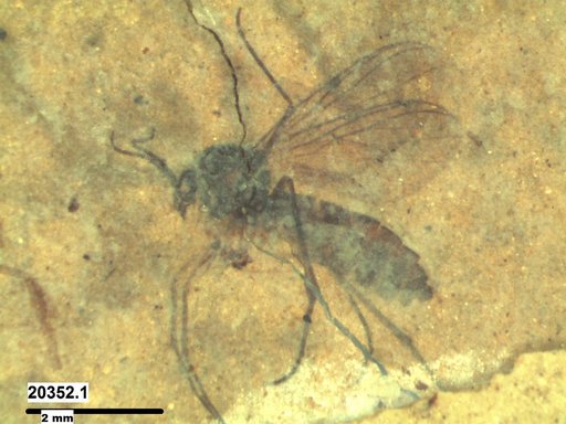 Mycetophilidae