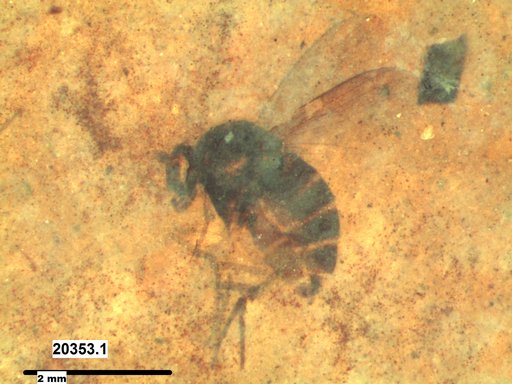Diptera