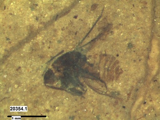 Aphididae