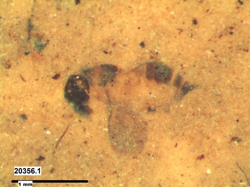 Genus sp