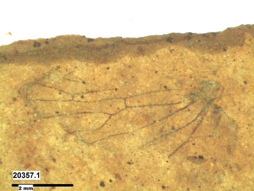 Insecta