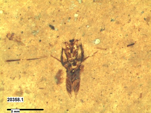 Notonectidae