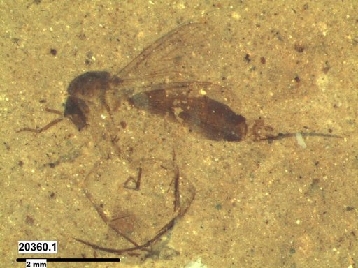 Mycetophilidae