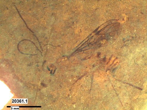 Ichneumonidae