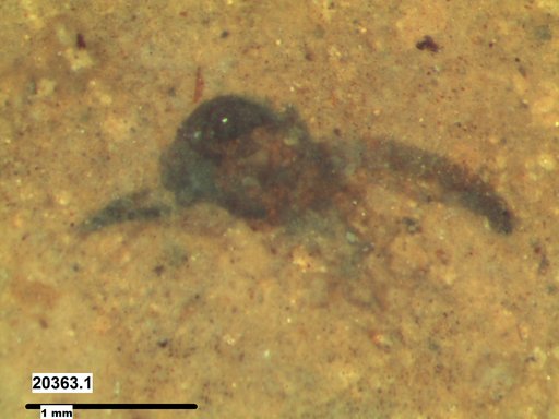 Diptera