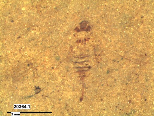 Genus sp