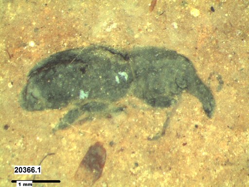Genus sp