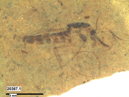 Chaoboridae