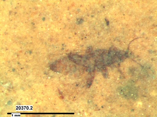 Genus sp