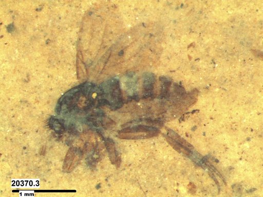 Phoridae
