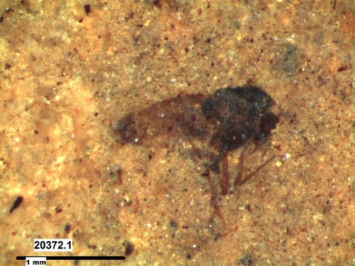 Diptera