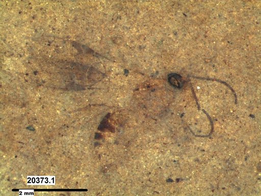 Braconidae