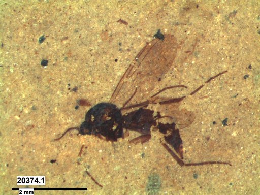Diptera