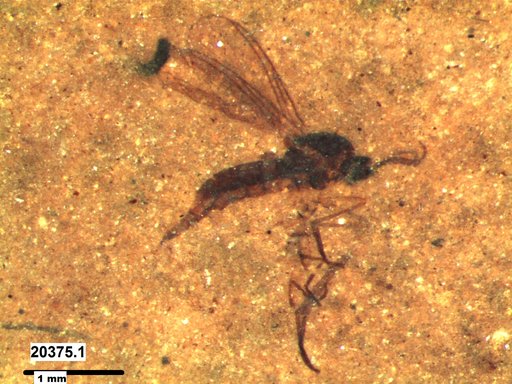 Diptera