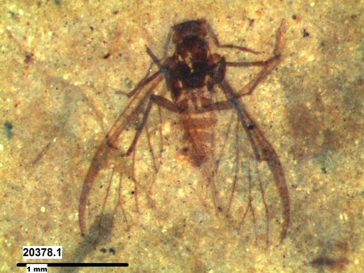 Aphididae