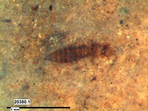 Genus sp