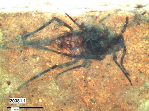Aphididae