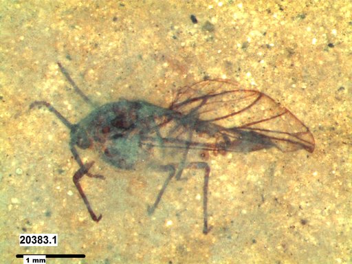 Aphididae