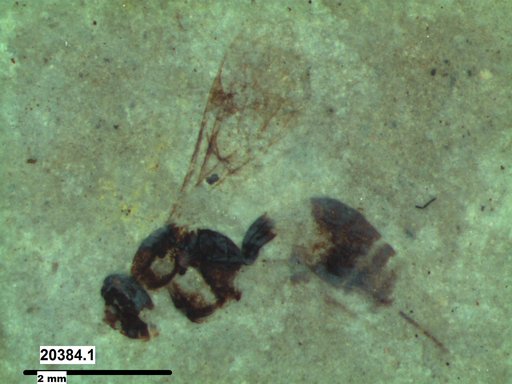 Ichneumonidae