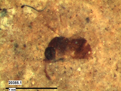 Genus sp