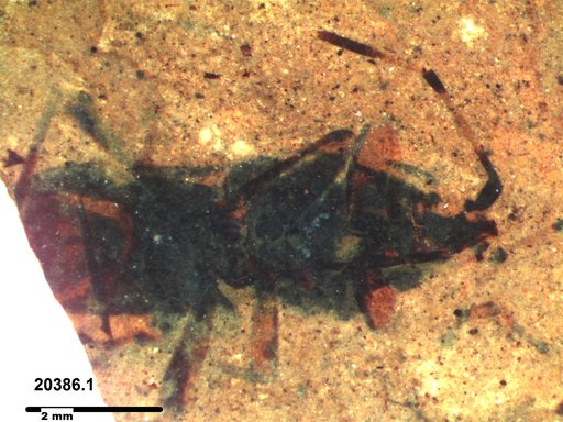 Genus sp