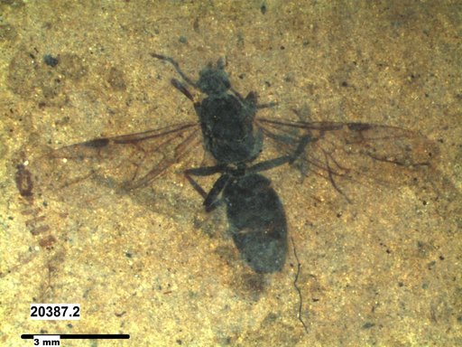 Formicidae