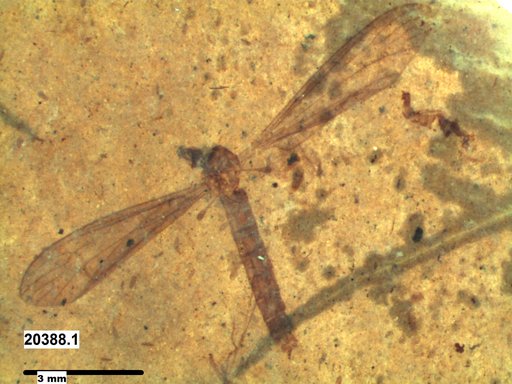 Diptera