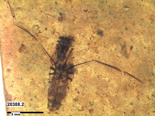 Notonectidae