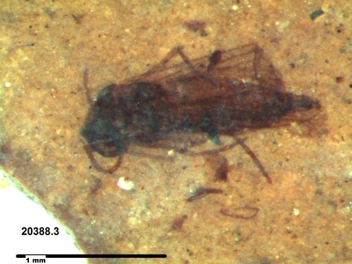 Diptera