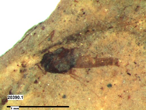 Diptera
