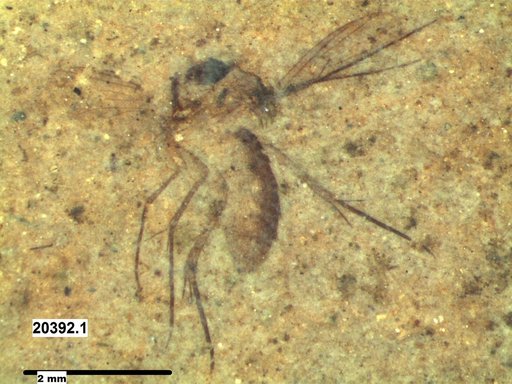 Mycetophilidae