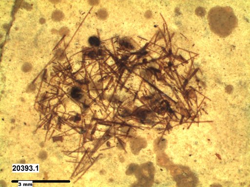 Genus sp