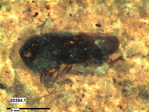 Genus sp