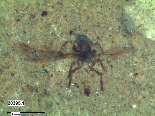 Insecta