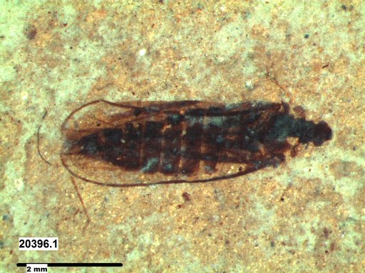 Insecta