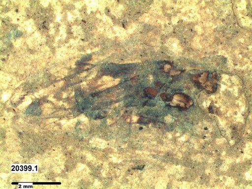 Insecta