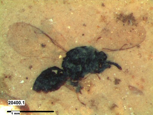 Genus sp