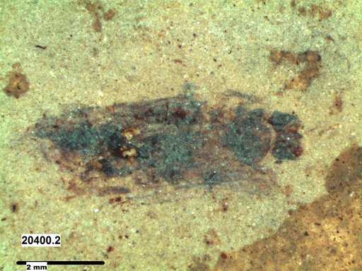 Insecta